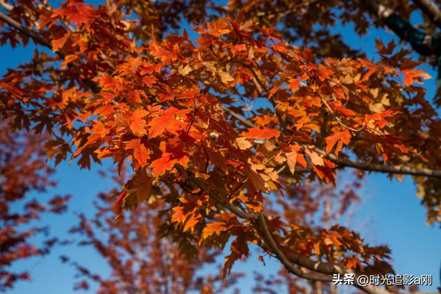 在正太广场，捡一片秋，装下整个城市的温柔！