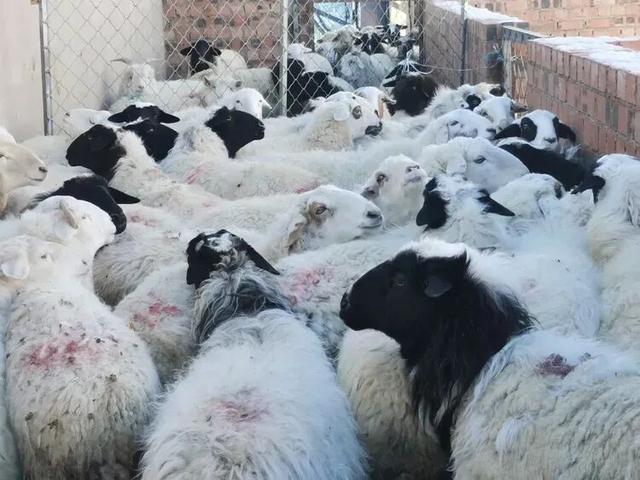 李秀建 | 四子王旗纪行