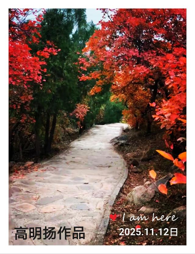 拍红枫叶，不用东奔西跑，一般人我不告诉他。