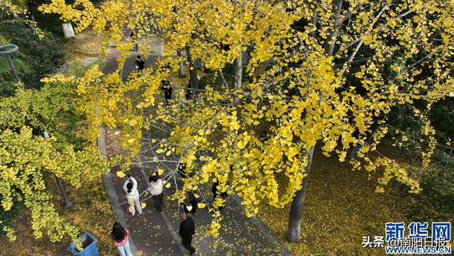 河南南阳：银杏美景吸引市民