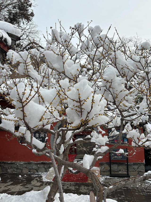 雪后的国家植物园如仙境