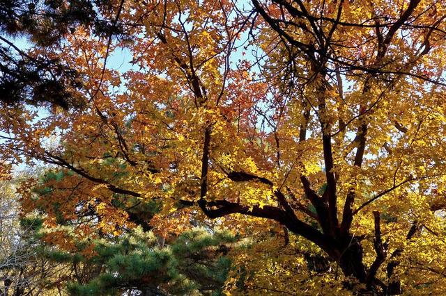 “枫”景如画！解锁伪满皇宫博物院的深秋诗意