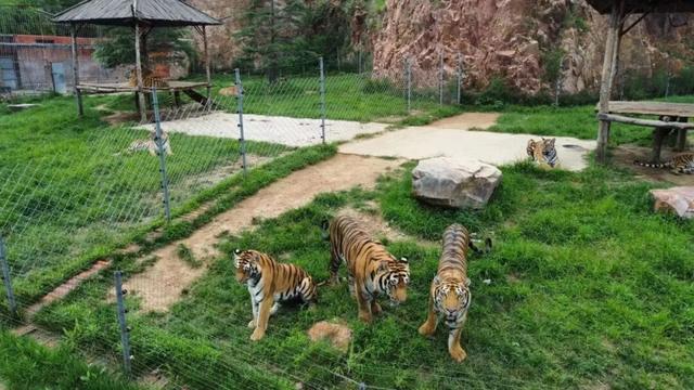 潍坊人有自己的“疯狂动物城”！冲！冲！冲！