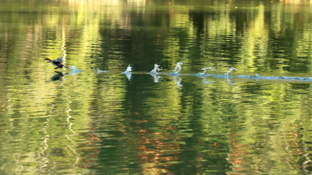 年假清零倒计时，该出发了！把最后几天留给韶关的彩林山水
