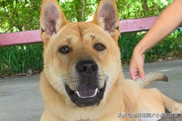 寿命最长的10种狗VS最短的10种狗！第一名能活20年+