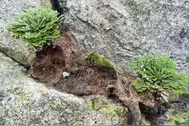 陈大伯上山只挖“还魂草”，它是盆栽，也是极品药草，如今不多见图片