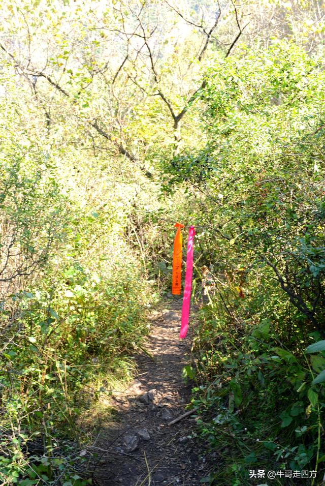 延庆应梦寺（五）：山巅极目收千嶂，林海听风涤尘心