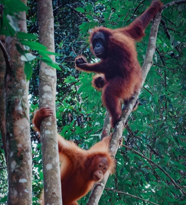 被锁暗室6年：剃毛穿丝袜当玩物，惨状撕开人类伪善面具