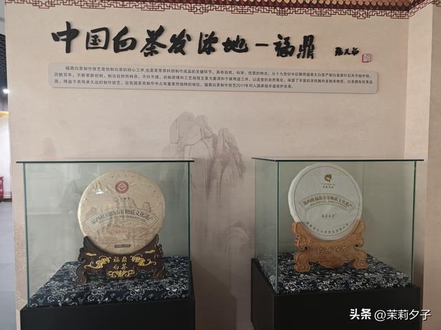 福鼎市区一日游：从白茶发源地到市井小吃赏唐风建筑品山海韵味