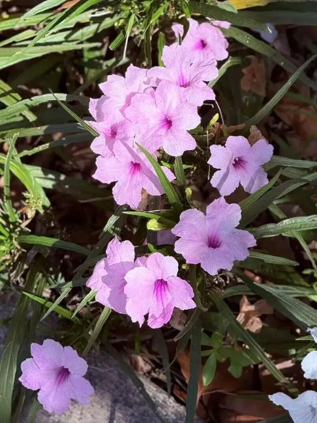 惠聚美好丨秋日的红花湖，被翠芦莉温柔环绕
