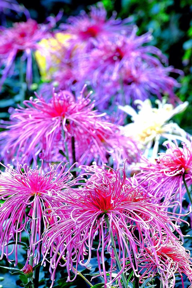 菊韵惠山：菊花与古建的对话