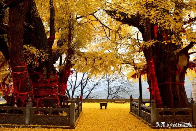 就在下周！潍坊安丘这里，即将美成巅峰！