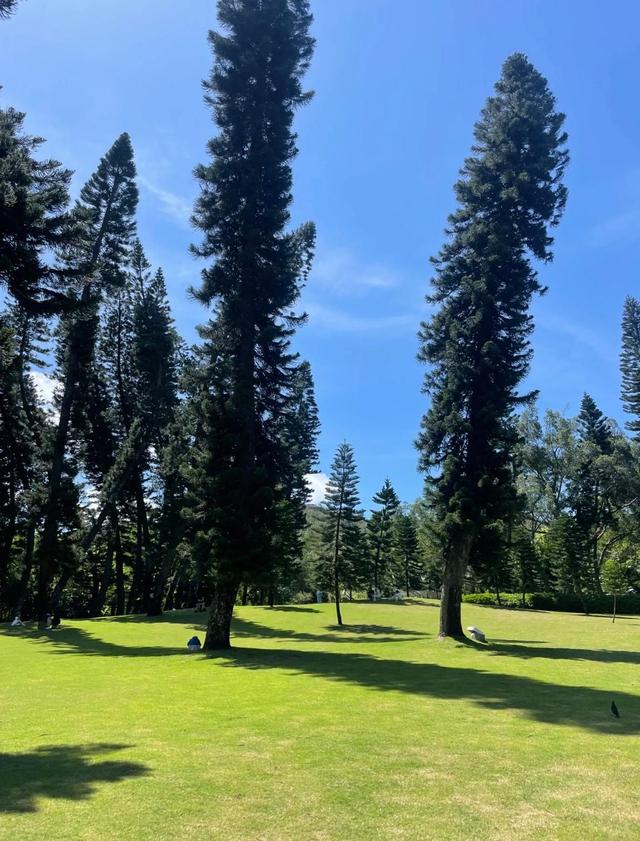 厦门植物园南洋杉草坪，占地12万平方米，是游人休憩、嬉戏的场所