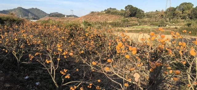 限定美景！九江这个小山村藏着千亩 “红灯笼”