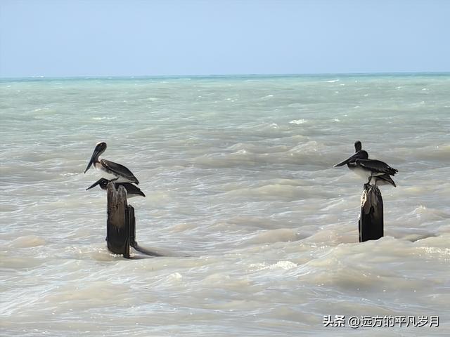 美国最南端的文艺小岛Key West(迈阿密游记四）