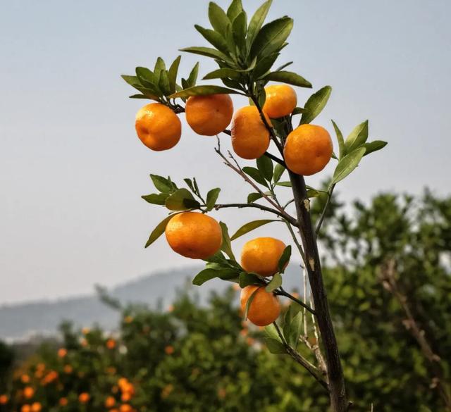 橘子洲，又见橘红染湘江