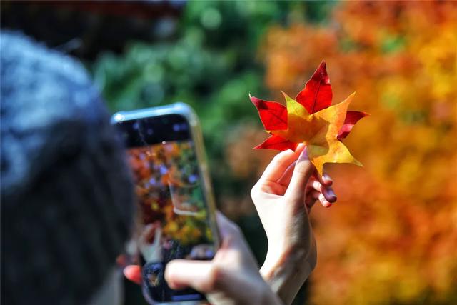 别急,地坛秋色还在!银杏节持续至本周末→