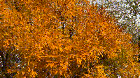 红与黄！我不允许还有人不知道这个打卡点！