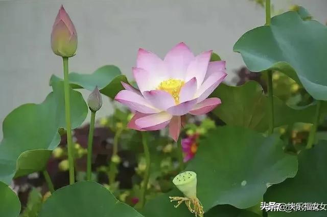 冷言热语——解读“哪儿凉快，哪儿呆着去”