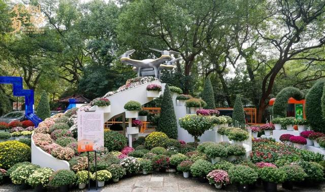 不愧是顶流！一大早就红了，人挤人持续好多天！萧山人家门口也有······