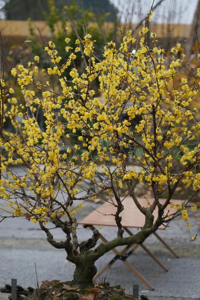 寒风再烈、冬日再冷，蜡梅照样艳压全场！