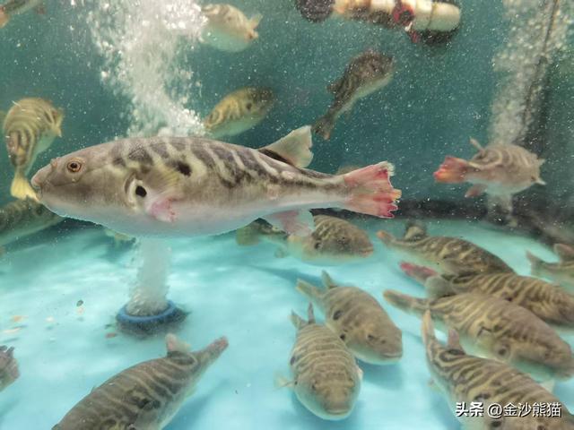 从厦门到漳浦诞生此行第一胎 品美味河豚 双龙连续第三年千里双骑9