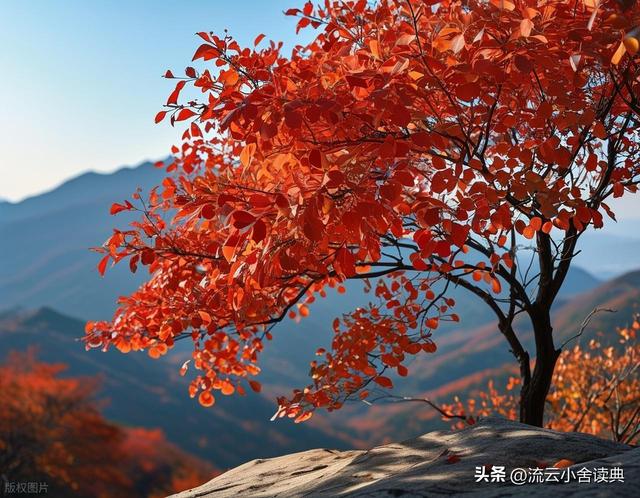 黄栌，被称为“皇帝树”，是它撑起香山红叶的美，秋天的颜值担当