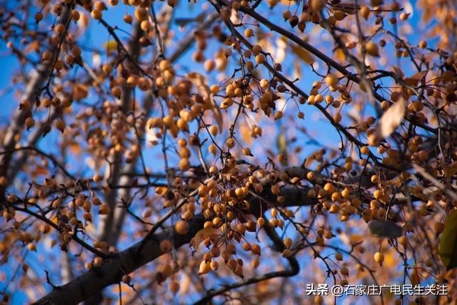 冬日上新！石家庄市公园里海棠果 “染红枝头”，果香伴冬景超治愈