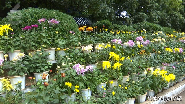 国庆不必远行！大观楼菊花瀑布美成仙境了！10月1日开幕→