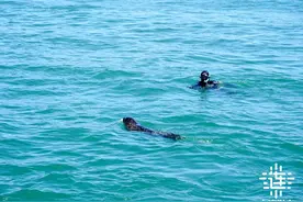 回家了！10只斑海豹放归大海图片