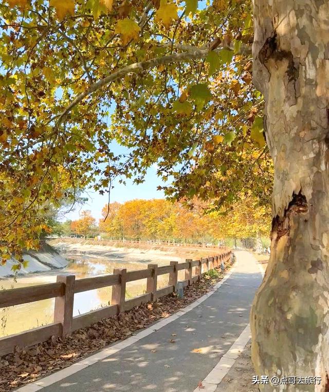 成都4大梧桐观赏地，17公里金色隧道，超级壮观，地铁公交直达！
