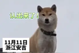 归心似箭！狗子走丢17天见到主人高兴打鸣图片