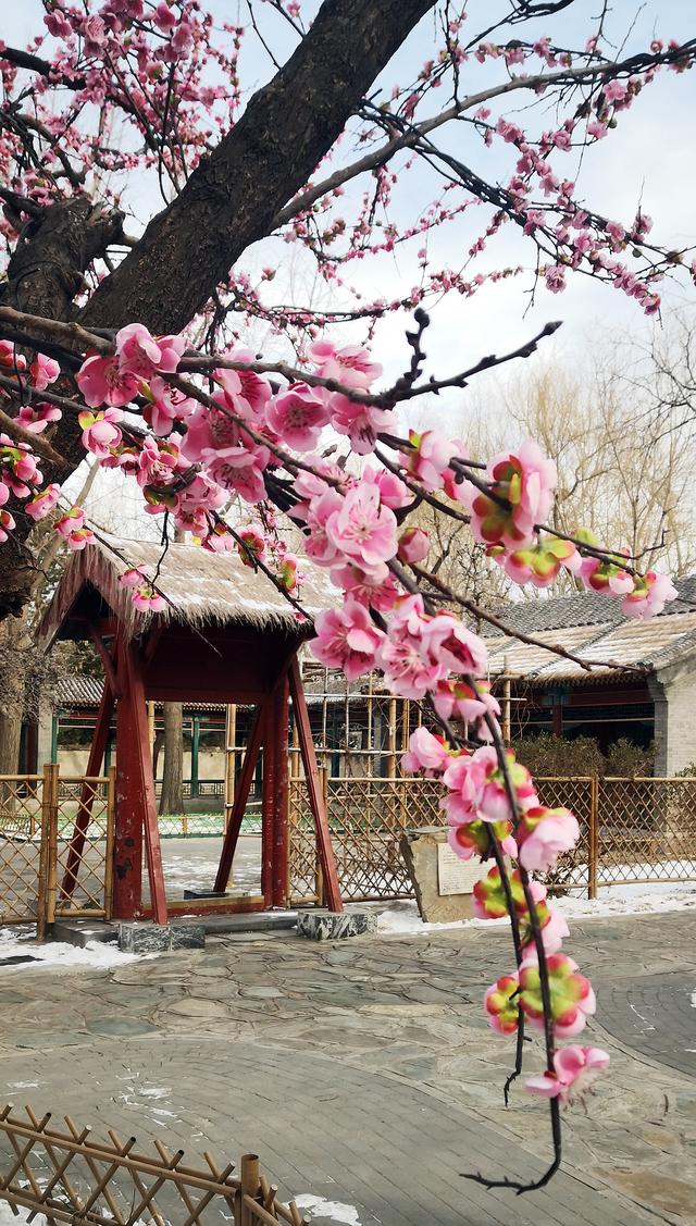 北京大观园“梅花”提早绽放 古风新春景致惊艳亮相