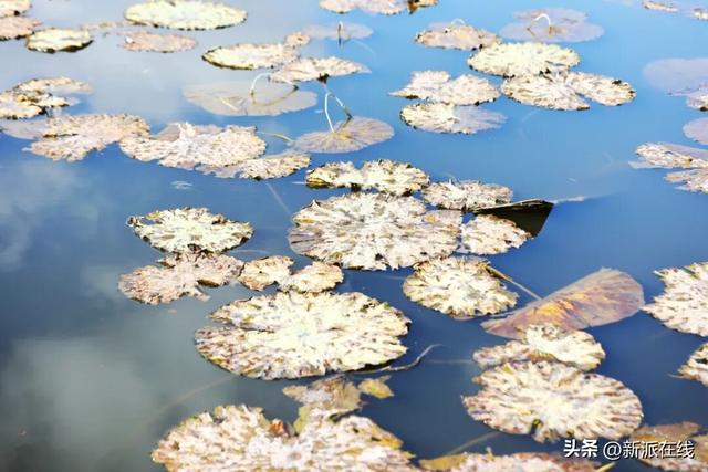 立冬已至，潍坊的秋意仍浓，这里的风景绝美