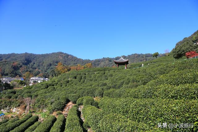 杭州冬日徒步，从古村到茶园，银杏金黄枫树染红，感受山野之乐