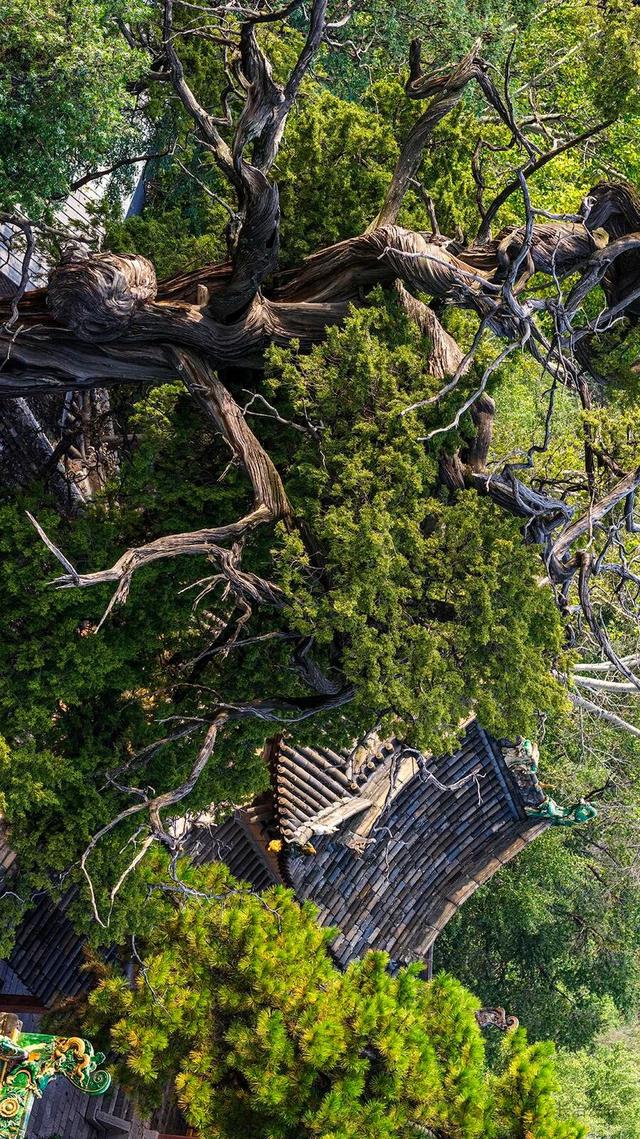 寻色三晋·山河入画｜太行一号旅游公路：在红叶云海间，驶入秋日的山水长卷