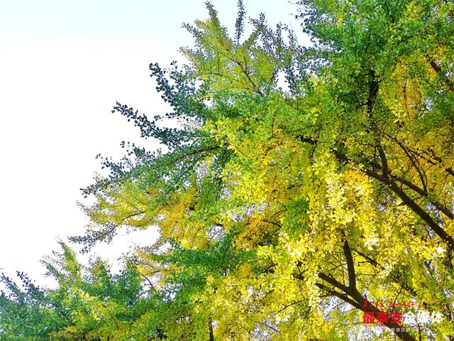 一树金黄 一树青绿 泰山斗母宫银杏迎来最佳观赏期