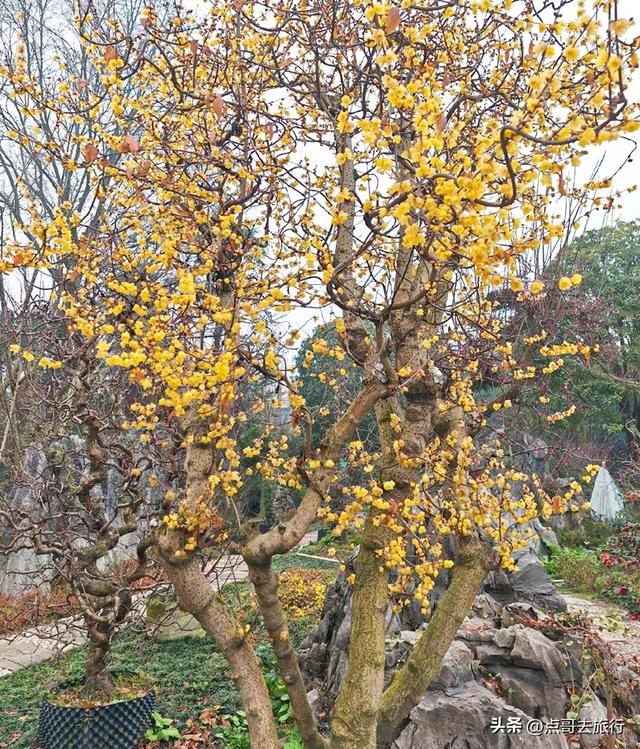 成都超大规模腊梅花，30000余株，不要门票，百年老桩更是惊艳！