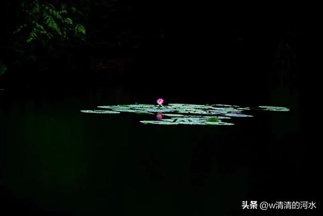 荷花是夏季里最曼妙的风景