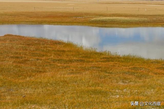 极致风光，唯有西藏阿里！初冬的金色童话一眼沦陷！