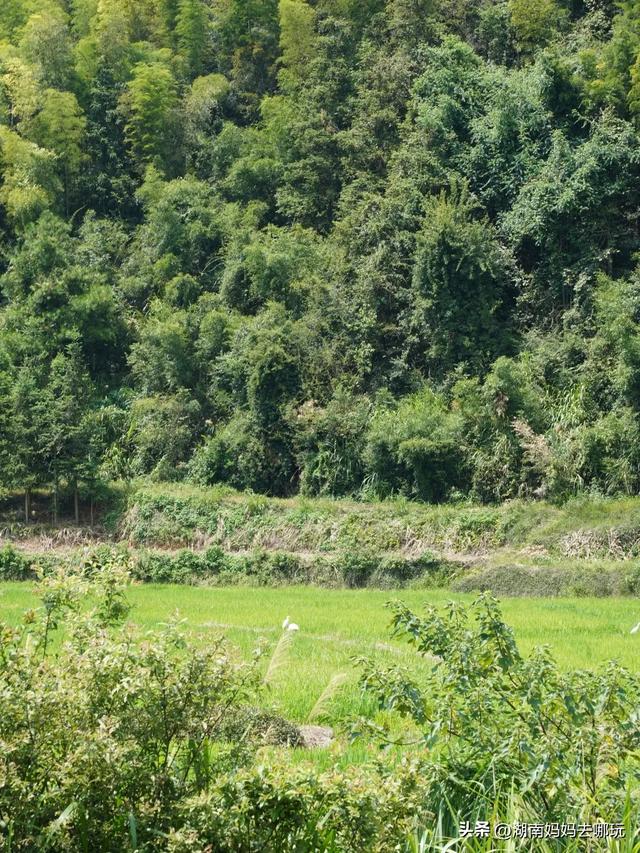 风景赛桂林！免费玩水溯溪，湖南初秋遛娃“天花板”在这里