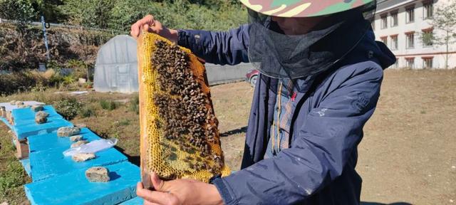 比格林童话更美！墨脱这个村坐拥雪山茶园秘境