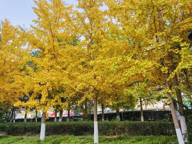 霜染银杏黄，涟水美翻天