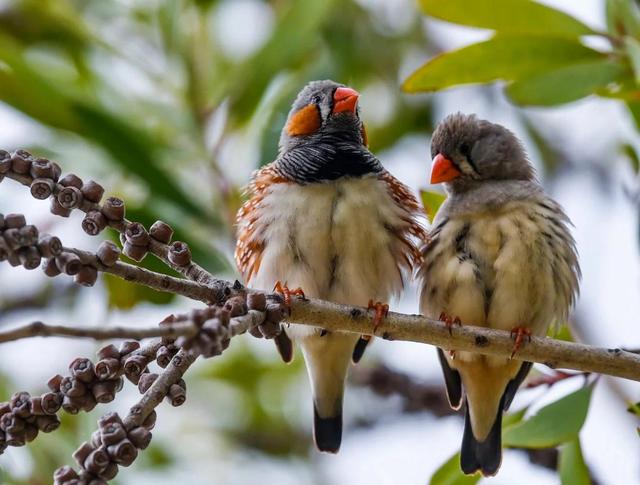 颠覆认知！10厘米小鸟竟有三层朋友圈	，社交逻辑和人类神同步？
