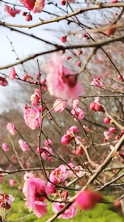 万株兰花盛放，2026赏花季，来了！