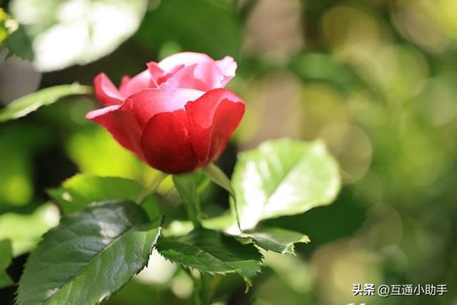 用佳能微距镜头拍出精美“花卉微距写真”的秘诀!