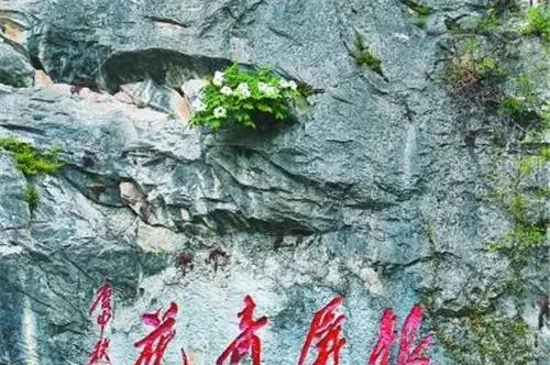 巢湖银屏山牡丹盛开