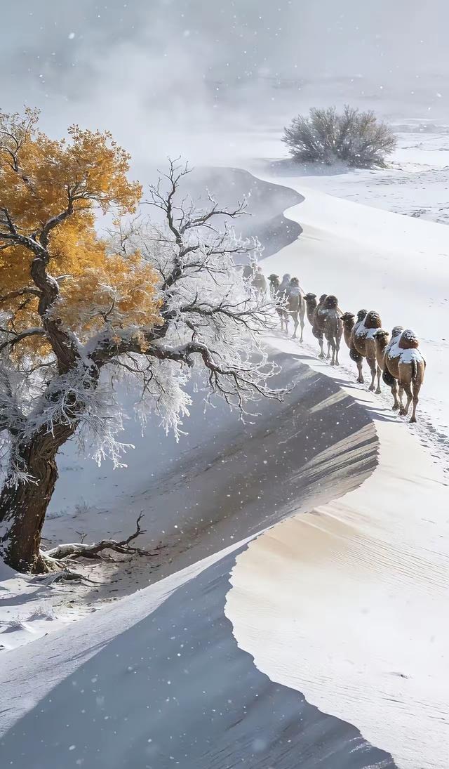 雪落湖杨，驼行沙海