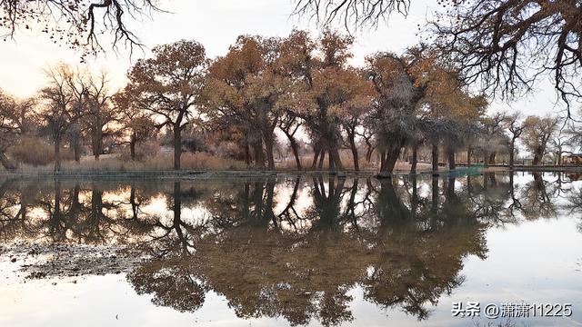 额济纳今年没有金胡杨，有的是创新的套路（1）