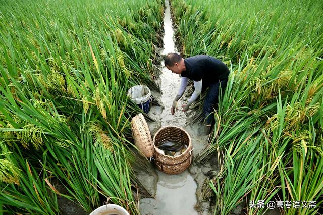 比芯片断供更危险！中国种业遭遇的"基因窃密战"